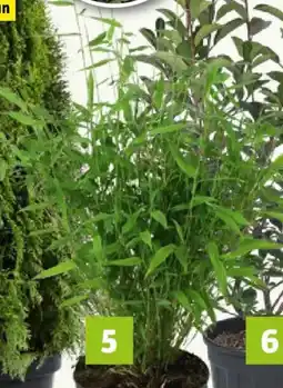 Bauhaus Piardino Muriel-Bambus Angebot