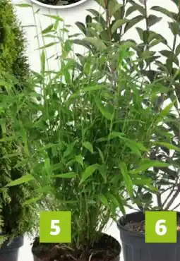 Bauhaus Piardino Lebensbaum Smaragd Angebot