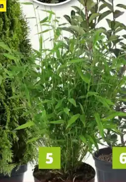 Bauhaus Piardino Lebensbaum Smaragd Angebot