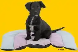 Das Futterhaus Junior Liegematte Patchwork Angebot