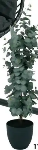 JYSK Kunstpflanze ripa Angebot