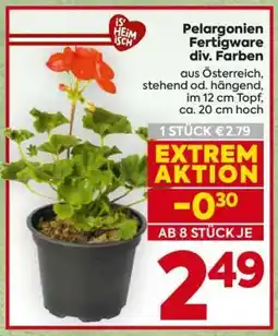 Billa Pelargonien Fertigware div. Farben Angebot