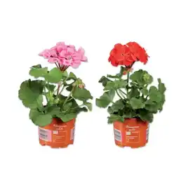 Lidl Geranie stehend versch. Blütenfarben Lidl Angebot