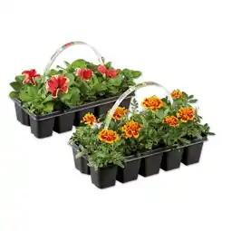 Lidl Beetpflanzen Verschiedene Arten und Blütenfarben Lidl Angebot