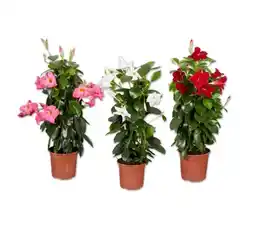 Lidl Dipladenia Pyramide versch. Blütenfarben Lidl Angebot