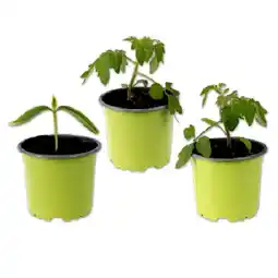 Lidl Bio-Snackgemüse versch. Sorten Lidl Angebot