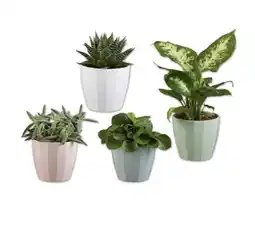 Lidl Grünpflanze im Keramiktopf versch. Arten und Topffarben Lidl Angebot