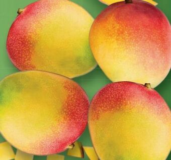 Lidl Mango Angebot