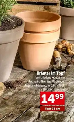 Interspar Kräuter im topf Angebot