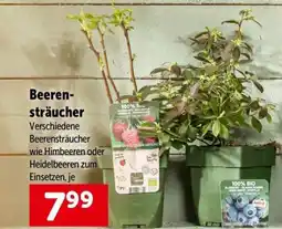 Interspar Beeren sträucher Angebot