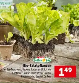 Interspar Bio-salatpflanzen Angebot