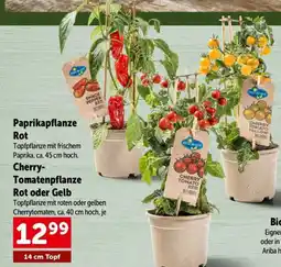 Interspar Paprikapflanze rot Angebot