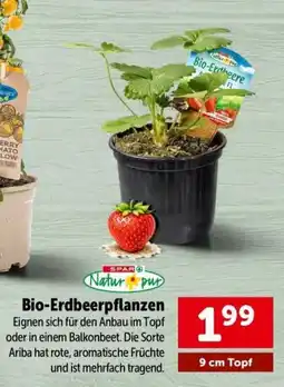 Interspar Bio-erdbeerpflanzen Angebot