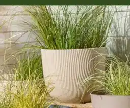 Interspar Pflanzgefäß Sereh Angebot