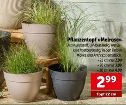 Interspar Pflanzentopf Melrose Angebot