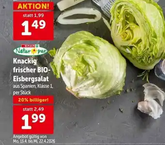 Knackig frischer bio- eisbergsalat