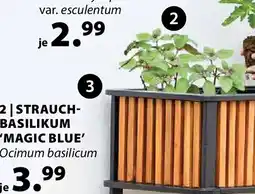 Dehner strauch- basilikum magic blue Angebot