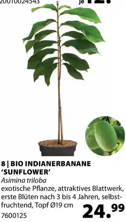 Dehner Bio indianerbanane sunflower Angebot