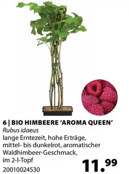 Dehner Bio himbeere aroma queen Angebot
