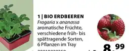 Dehner Bio erdbeeren Angebot