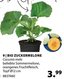 Dehner Bio zuckermelone Angebot