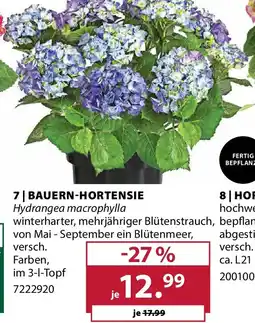 Dehner Bauern-hortensie Angebot