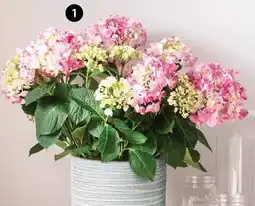 Dehner Hortensie Campino Pink Angebot