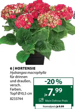 Dehner Hortensie Angebot