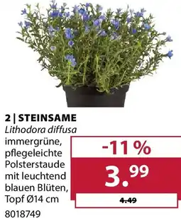 Dehner Steinsame Angebot