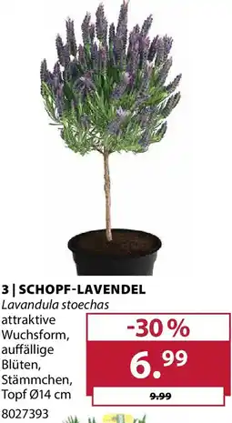 Dehner Schopf-lavendel Angebot