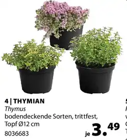 Dehner Thymian Angebot