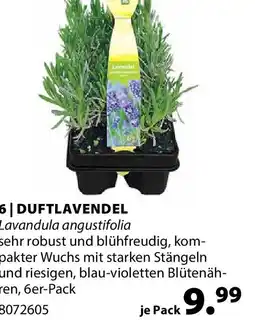 Dehner Duftlavendel Angebot