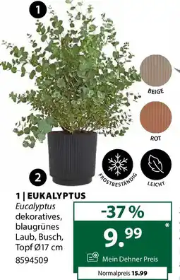 Dehner Eukalyptus Angebot