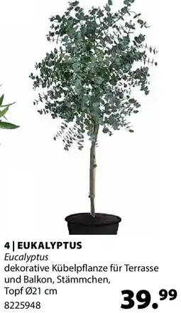 Dehner Eukalyptus, Stämmchen Angebot