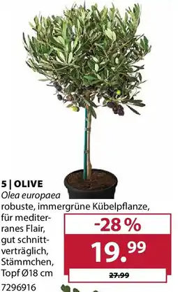 Dehner Olive Angebot