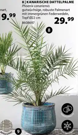 Dehner Kanarische dattelpalme Angebot
