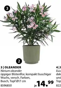 Dehner Oleander Angebot