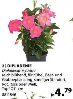 Dehner Dipladenie Angebot