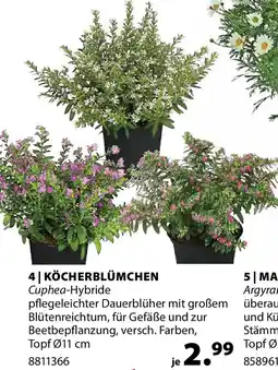 Dehner Köcherblümchen Angebot
