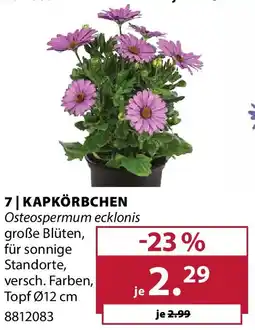 Dehner kapkörbchen Angebot