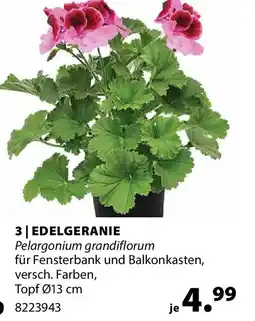 Dehner Edelpelargonie Angebot