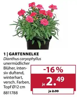 Dehner Gartennelke Angebot