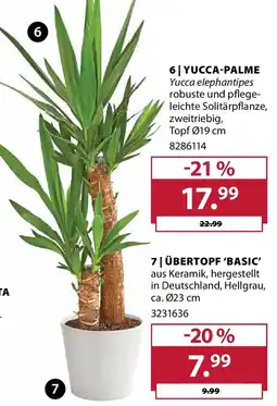 Dehner Yucca-palme Angebot