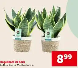 Interspar Bogenhanf im Korb Angebot