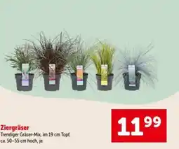 Interspar Ziergräser Angebot
