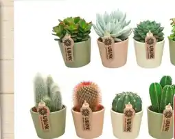 Eurospar Kakteen Mix Angebot