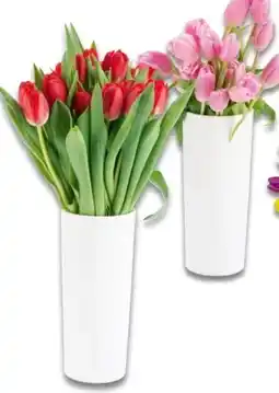 Interspar Tulpen Gefüllt Angebot
