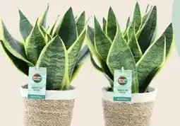 Interspar Bogenhanf Angebot