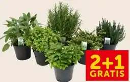 Interspar Gewürze im Topf Angebot