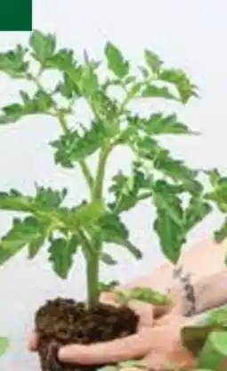 Dehner Dehner Runde Tomate Angebot